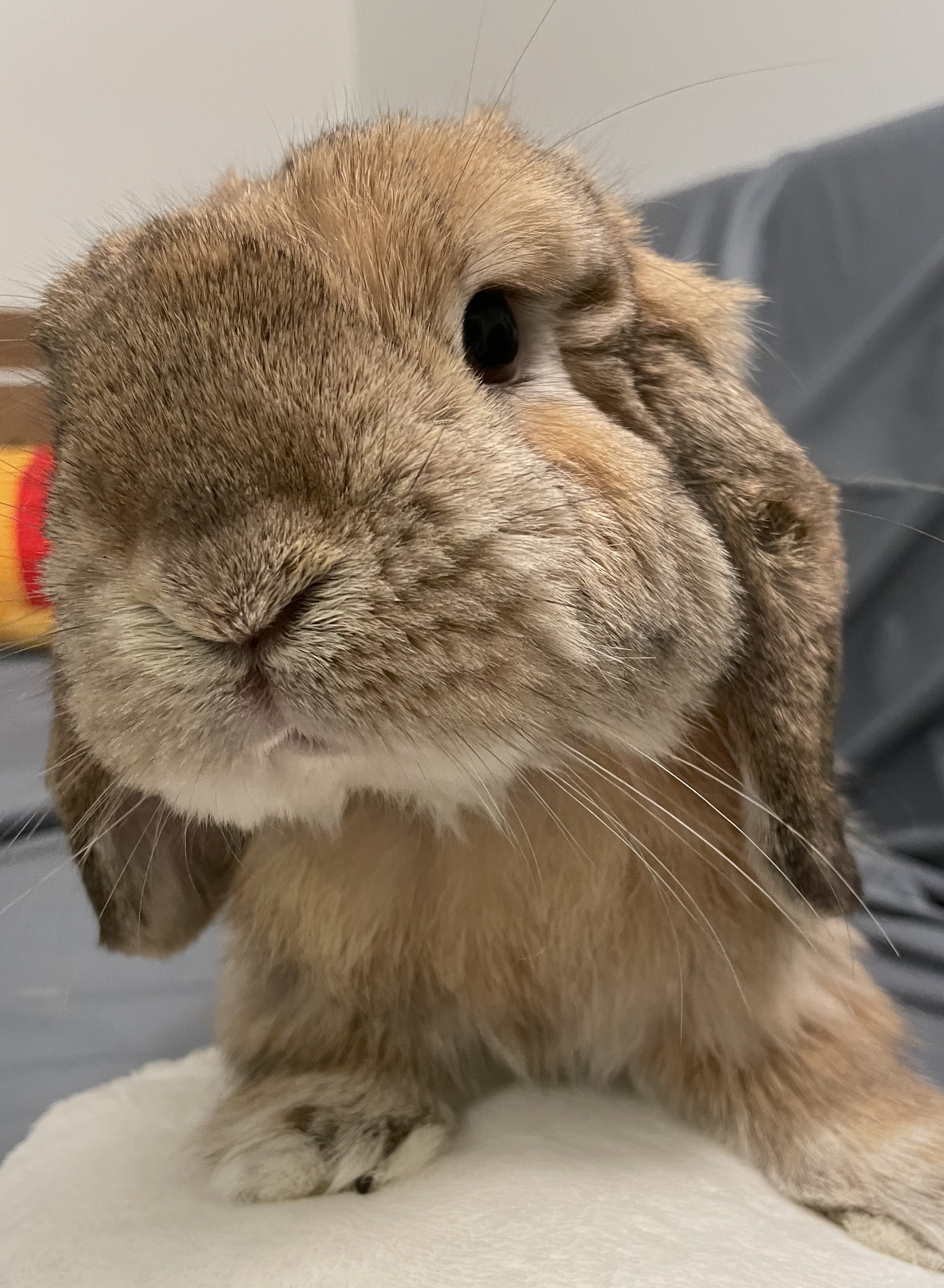 Biscuit the bunny